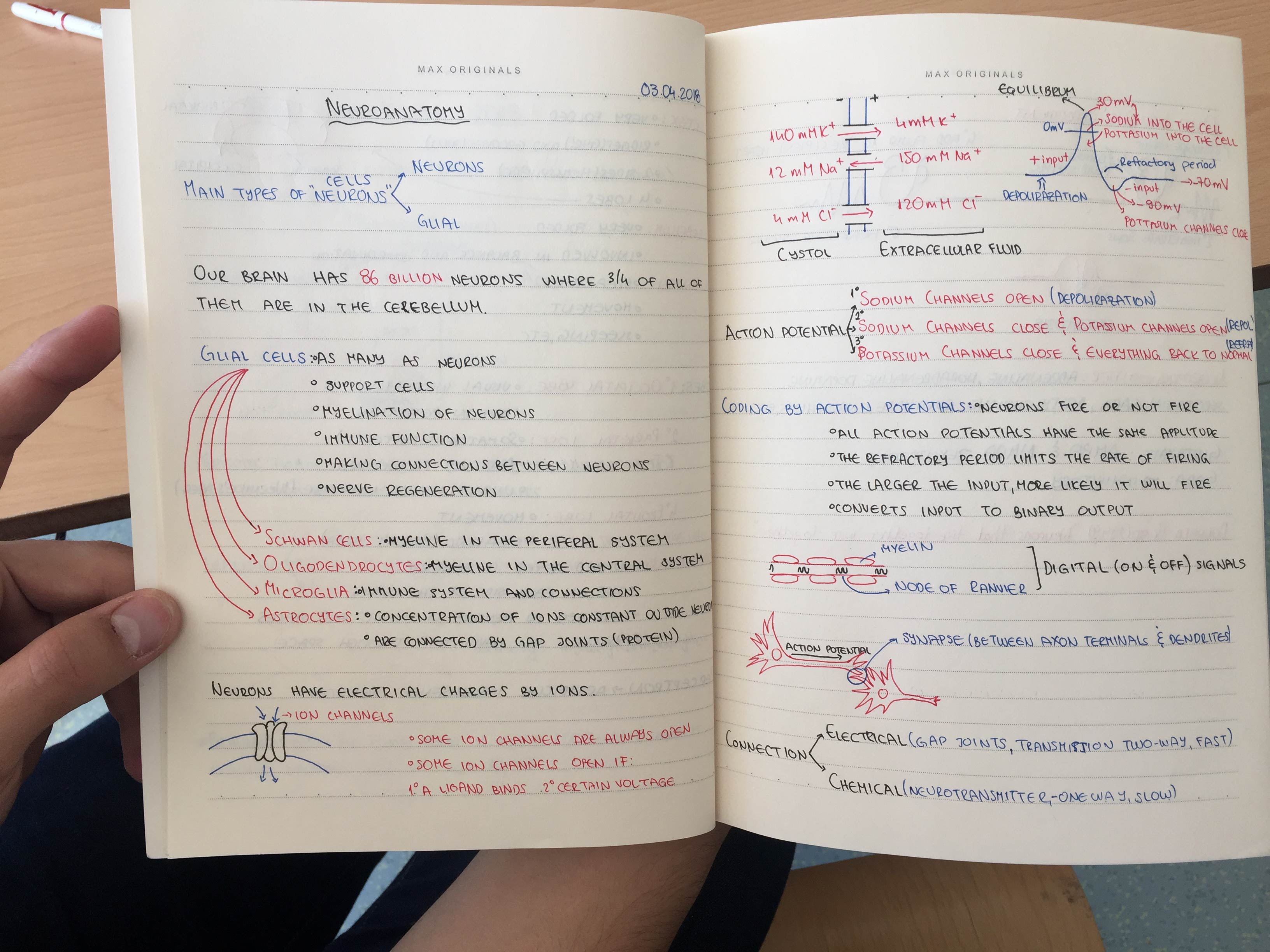 Neuroscience Notebook