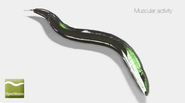 OpenWorm: concept art showing simulated muscular activity in C. Elegans OpenWorm: concept art showing simulated muscular activity in C. Elegans
