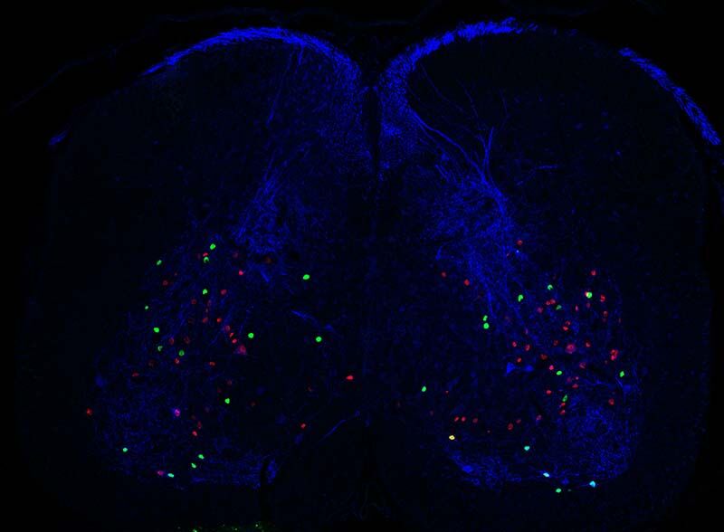 Research image - Graziana Gatto Research image - Graziana Gatto