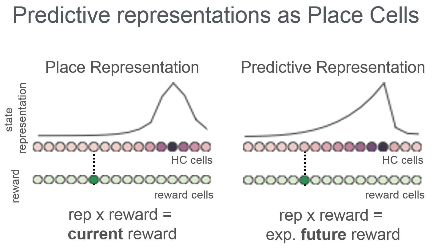 Predictive representations - Kim Stachenfeld Place representation for current reward & predictive representation for expected future rewards