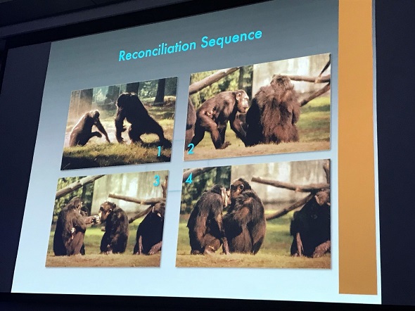 Reconciliation chimpanzees