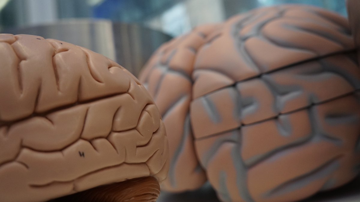 Model brains
