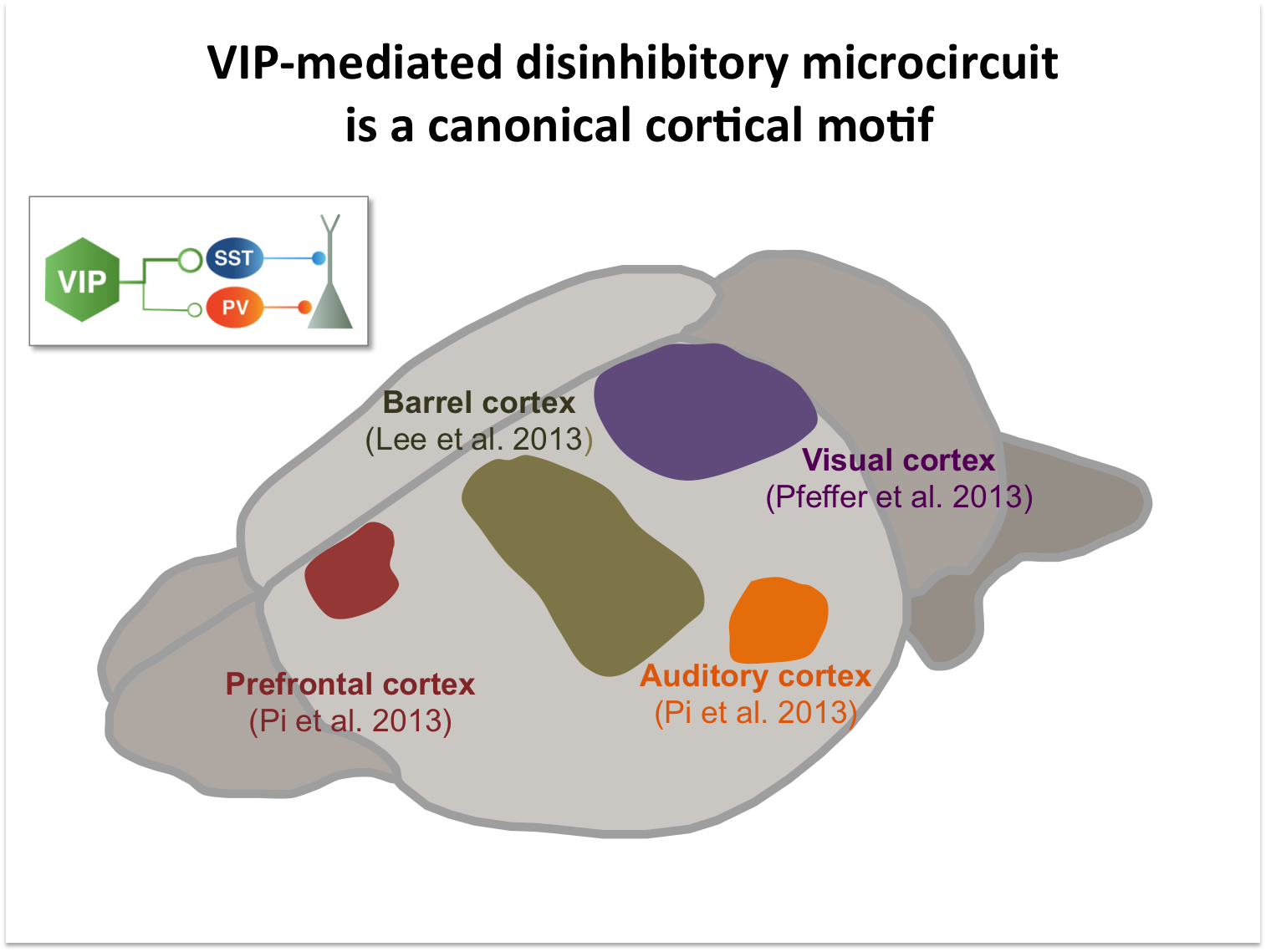 VIP-mediated disinhibitory microcircuit