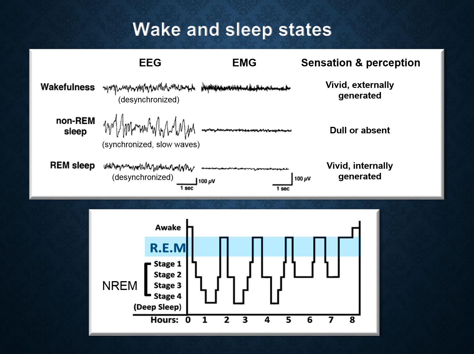 Wake and sleep states EEG EMG