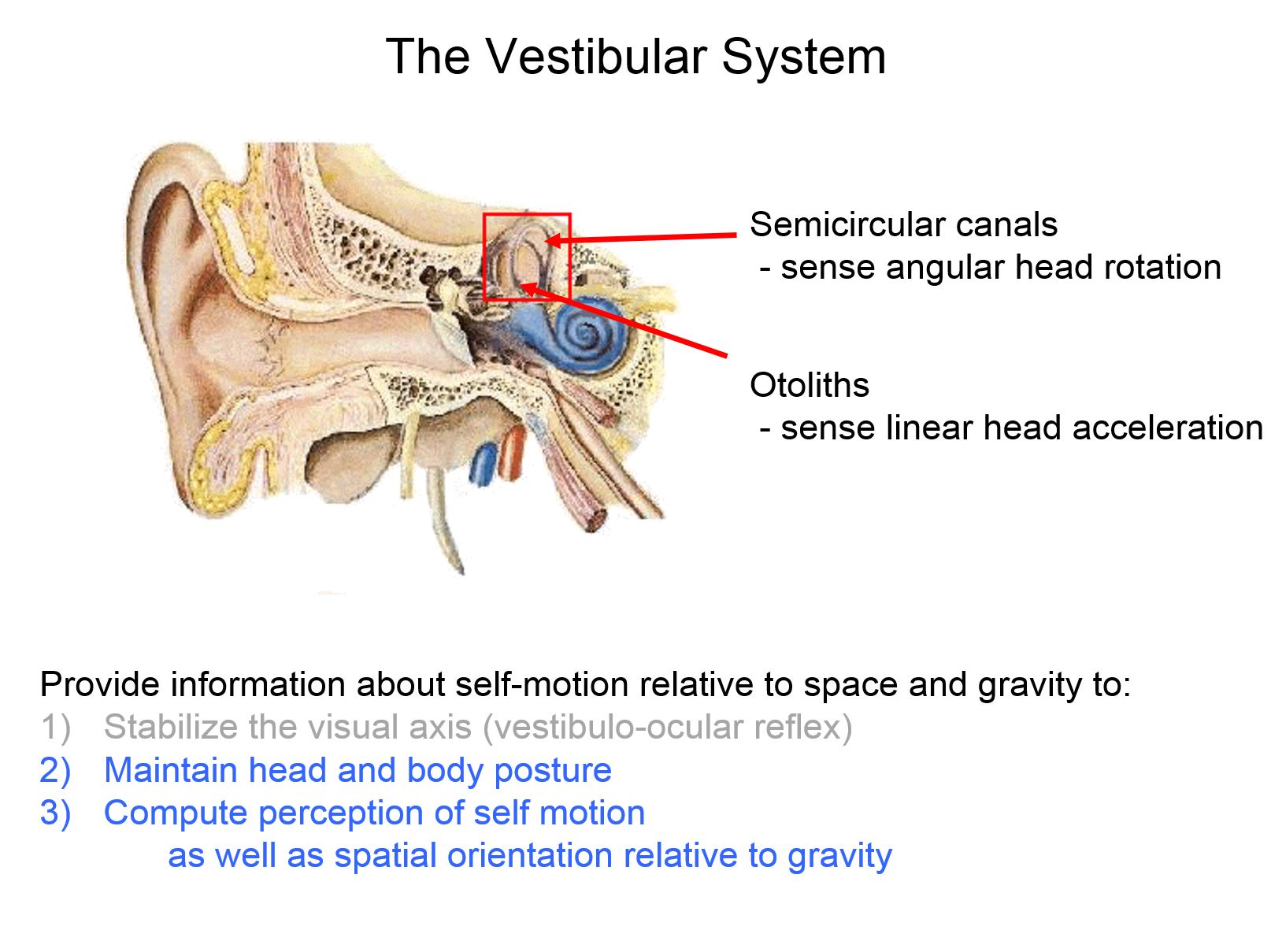 Vestibular Sensory System