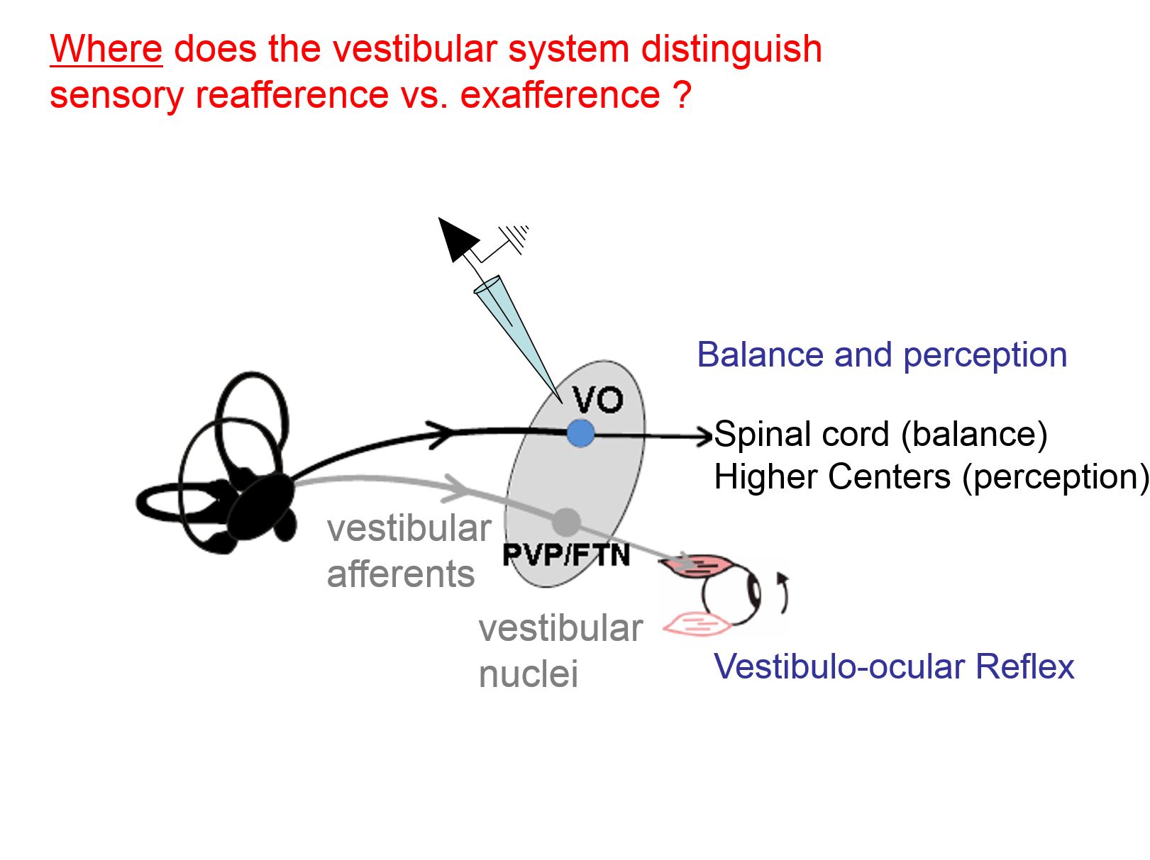 Where does the vestibular system distinguish sensory reafference vs exafference?