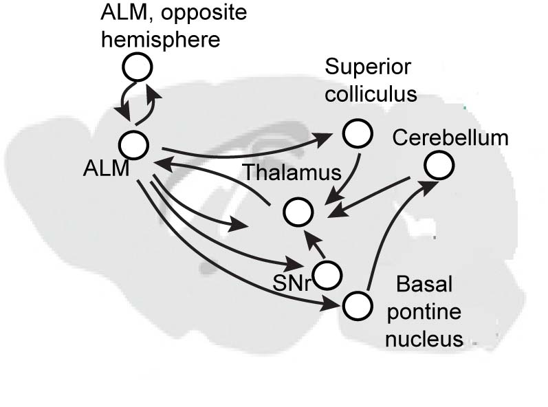 Brain regions involved in motor planning