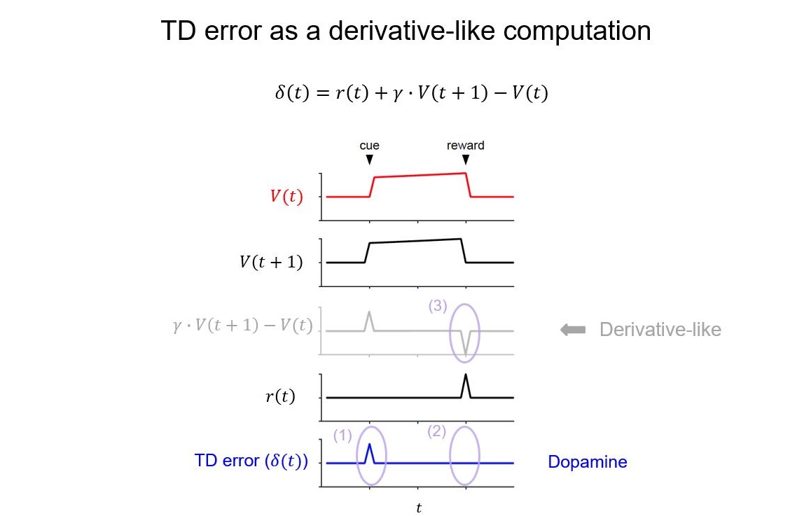 TD error as a derivative-like computation