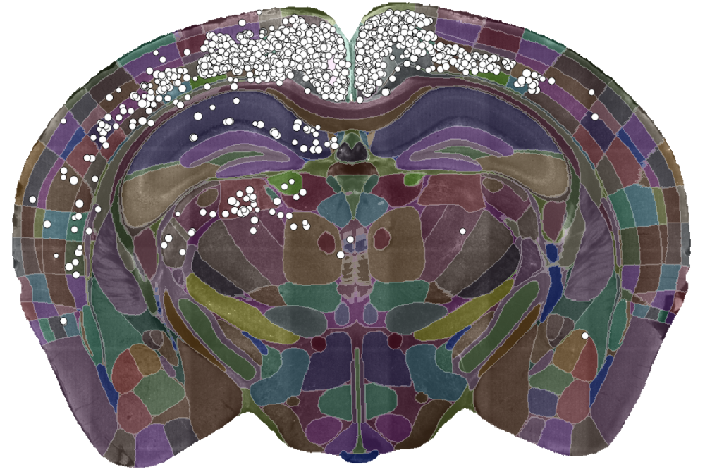 A single slice of the 3D image showing the detected cells (white dots) and the brain divided into regions (coloured sections).