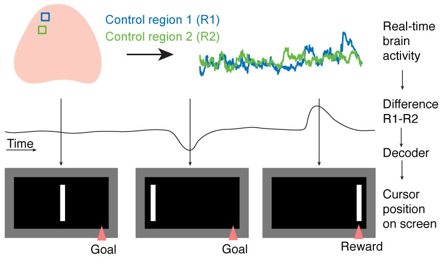Brain activity in mouse-controlled mouse