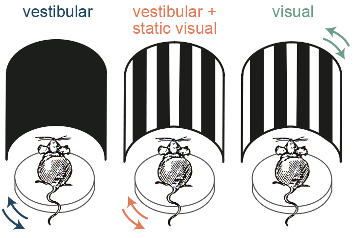 Vestibular, vestibular + static visual, visual experiment