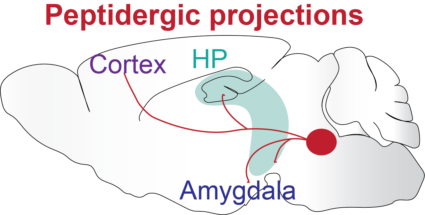 Peptidergic control centre with brain-wide projections