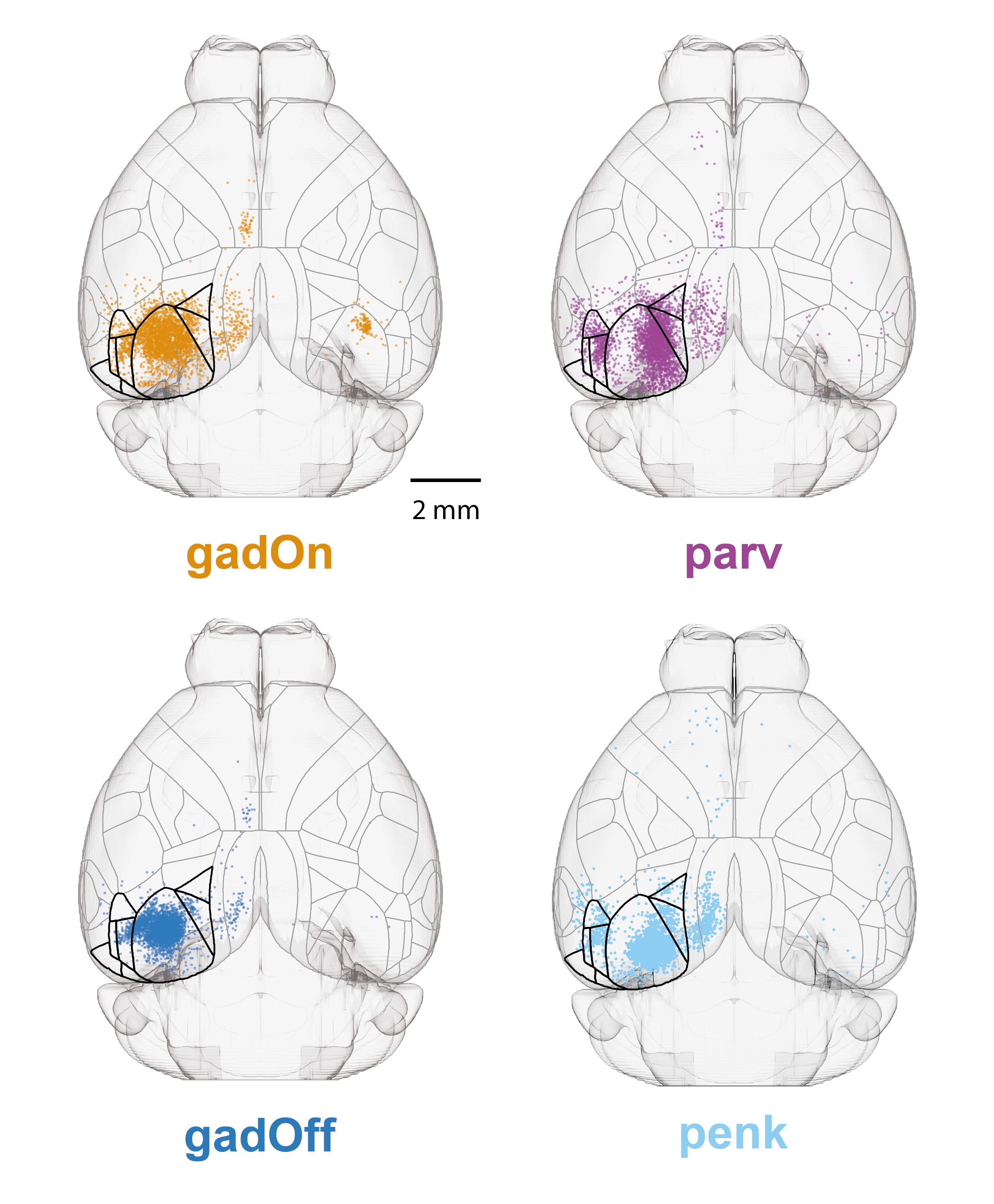 Distribution of presynaptic input from isocortex to primary visual cortex (VISp)
