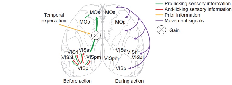 Patterns of cortical activation during sensorimotor transformation in the change detection task