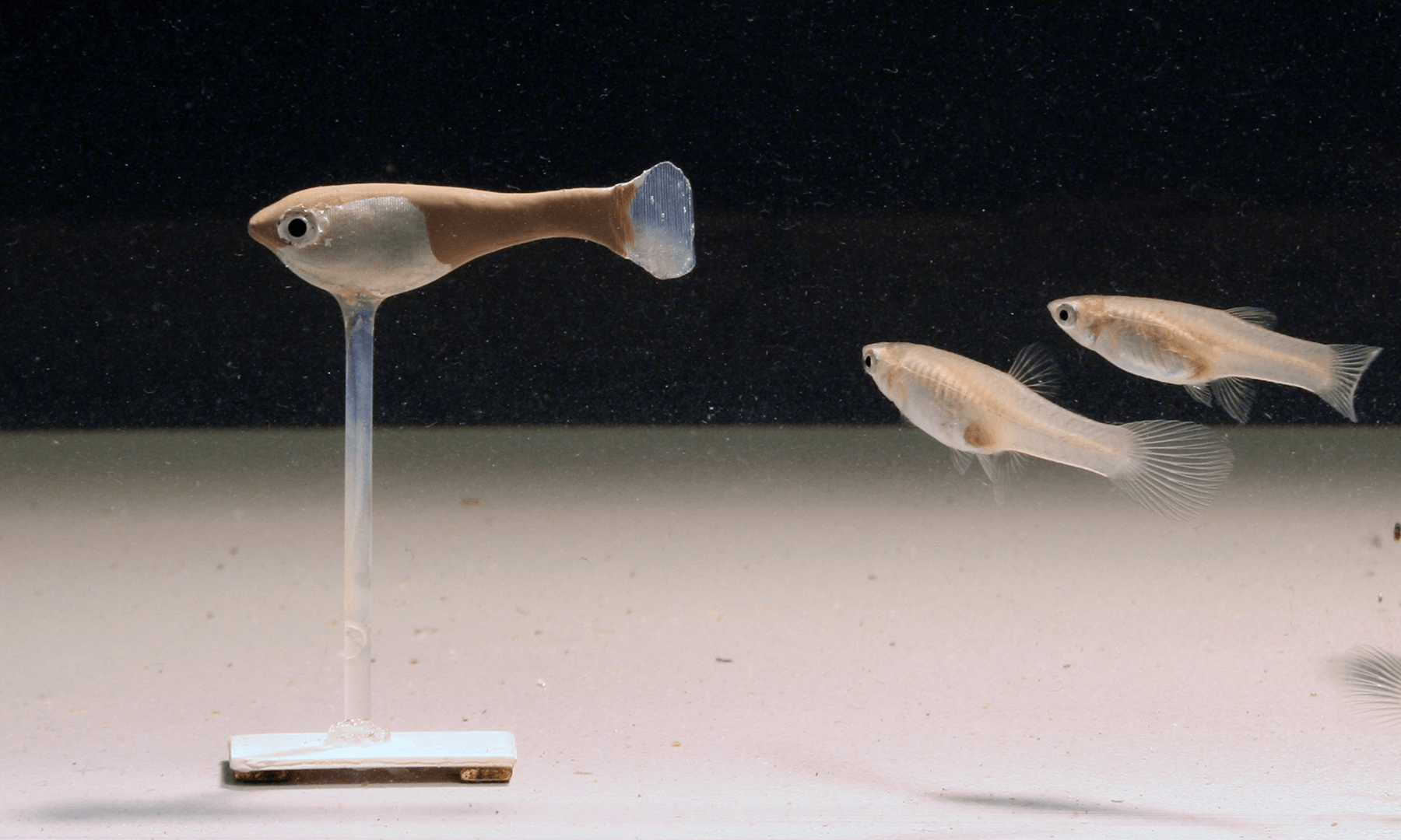 Robotic fish in water next to two real fish