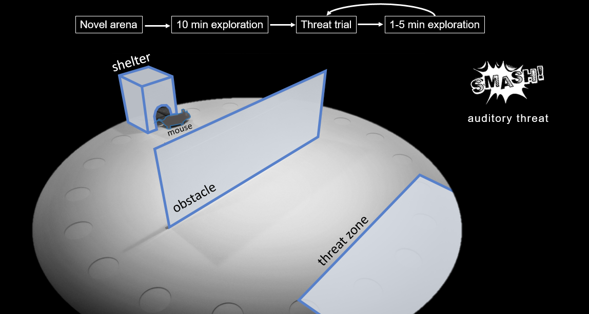 schematic of mouse navigating obstacle between threat and shelter