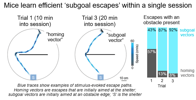 Figure of results showing how mice learn efficient 'subgoal escapes' within a single session