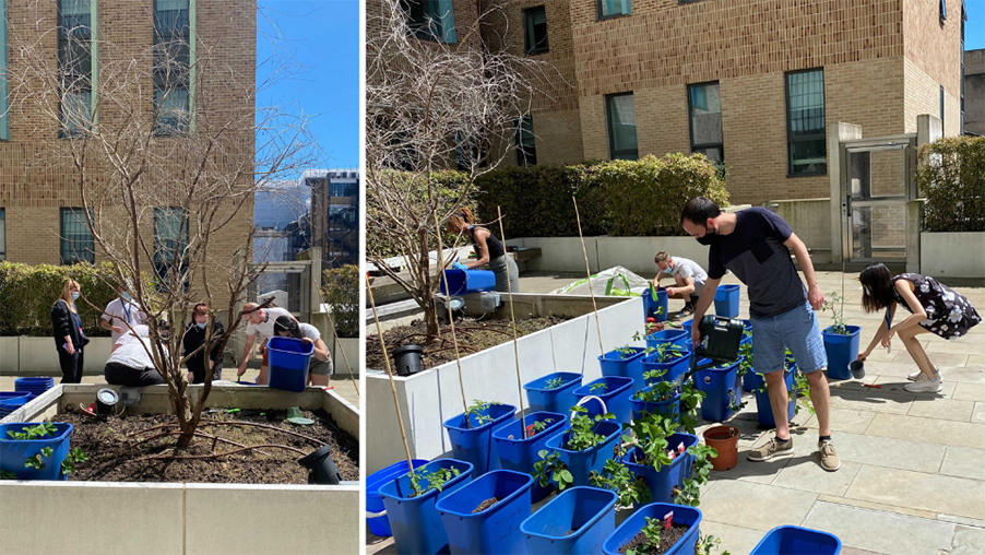 Researchers and staff participate in the fruit and vegetable planting initiative at SWC courtyard