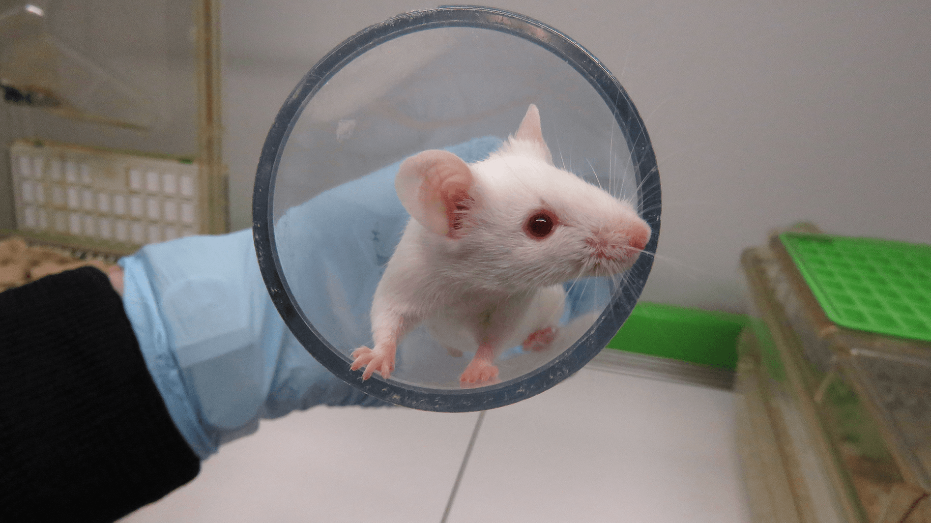 White mouse with red eyes in play tube