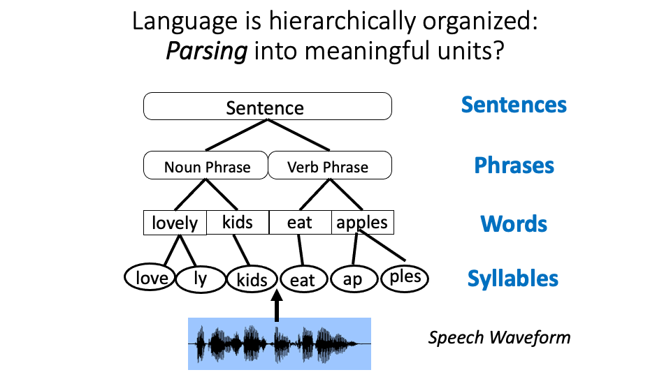 Language is hierarchically organized: Parsing into meaningful units?