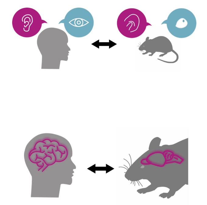 Dr Katharina Schmack research image