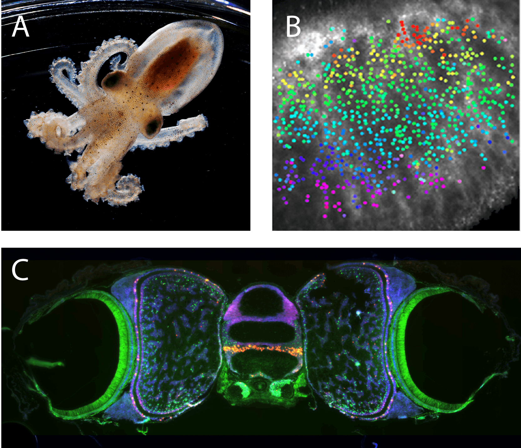 Dr Cris Niell research image octopus