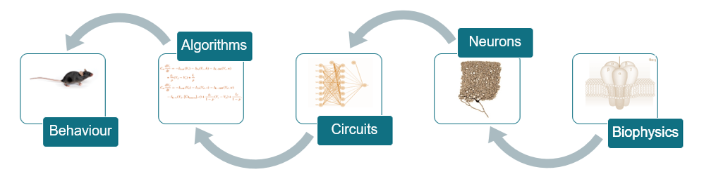 Schematic showing the flow of information from biophysics, to neurons, to circuits, to algorithms, to behaviour