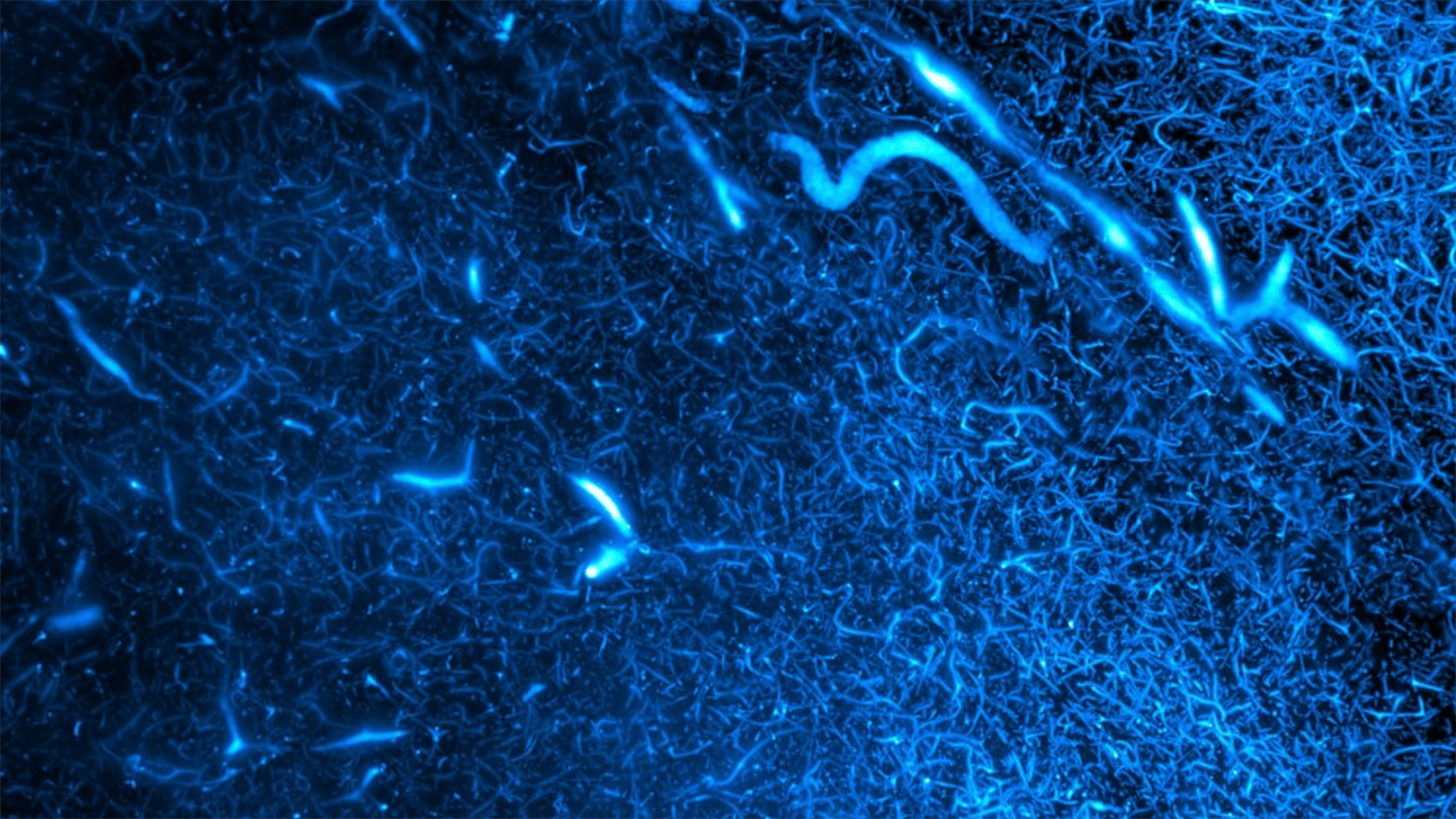 High resolution image of half brain