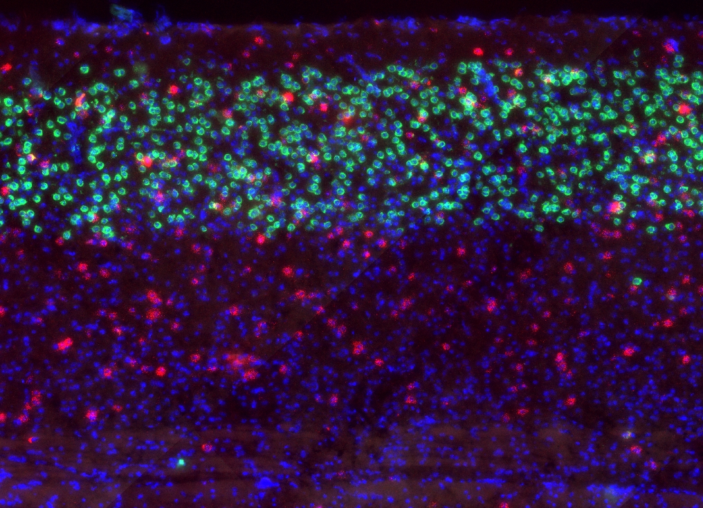 Kanamori et al Neuron paper brain slice