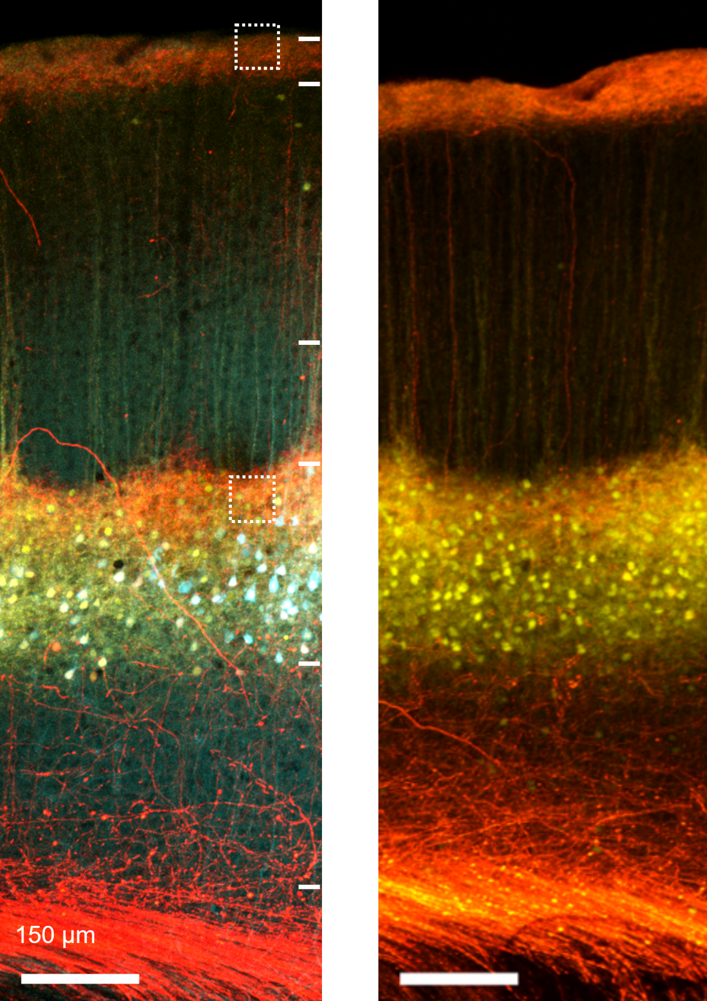 Alison Barth research image 3