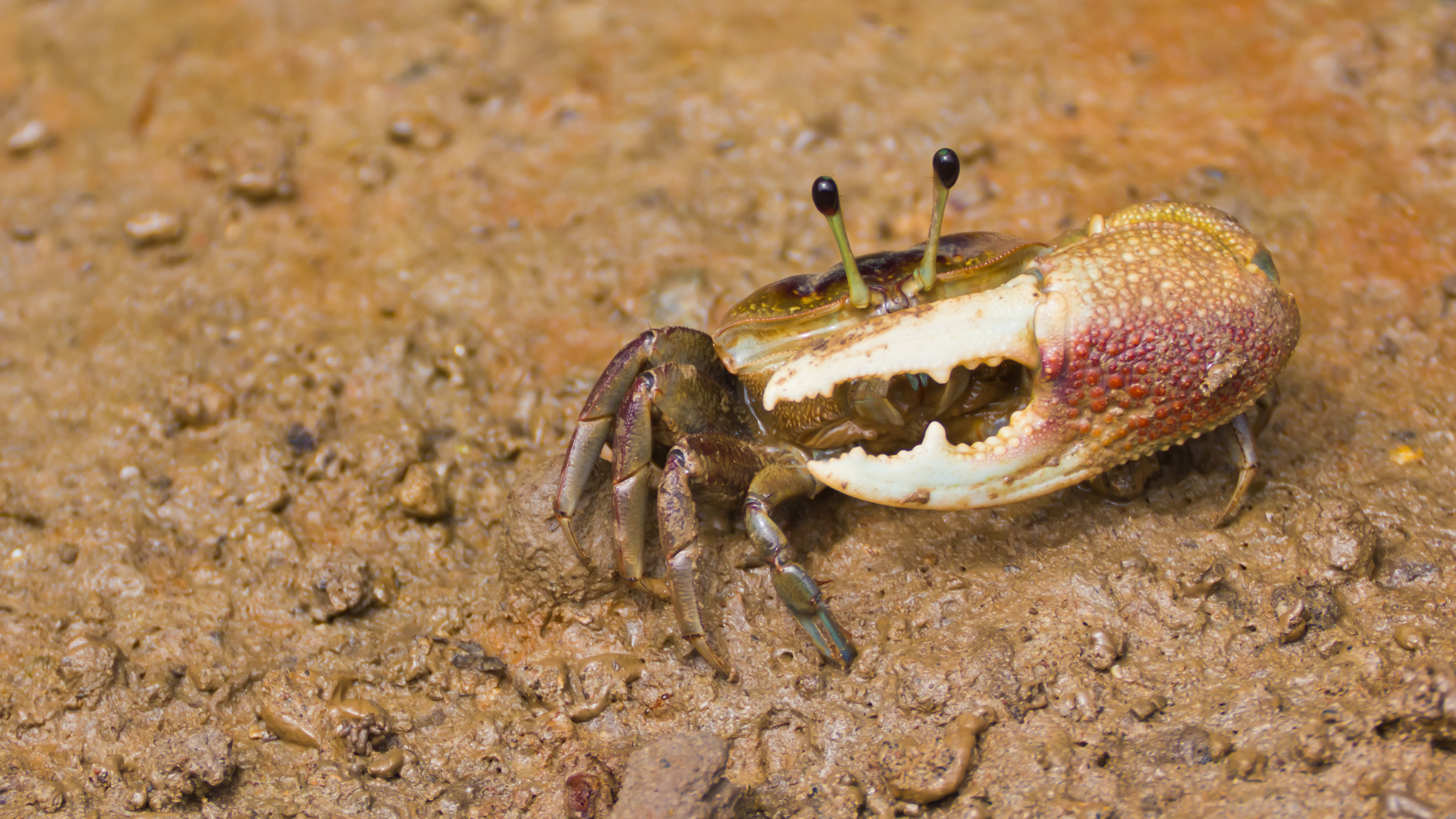 Fiddler crab