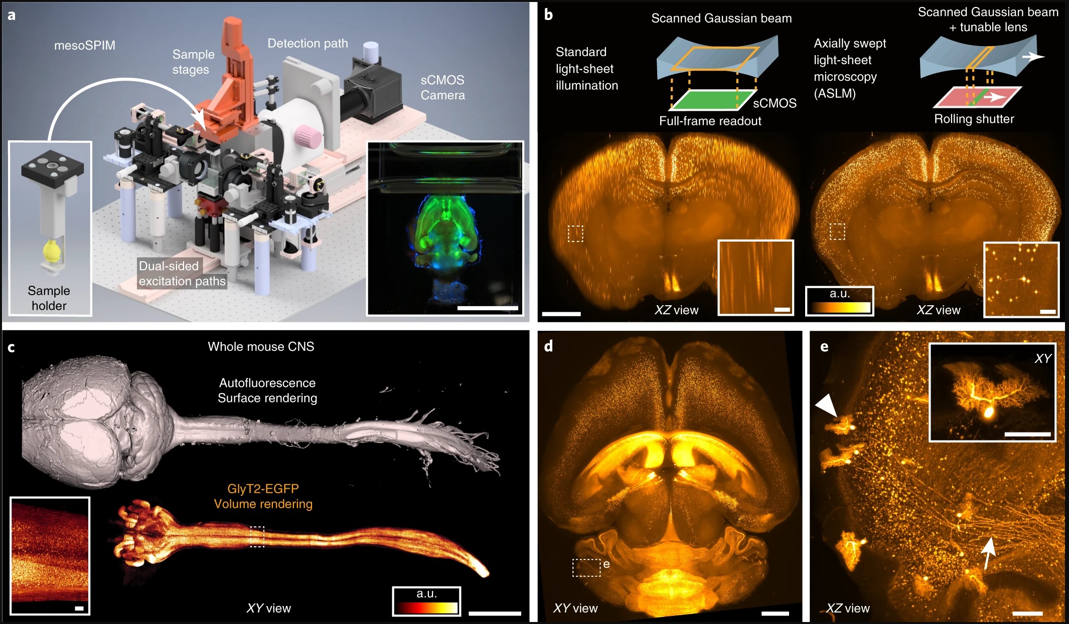  Example demonstrations of the mesoSPIM light-sheet microscope.