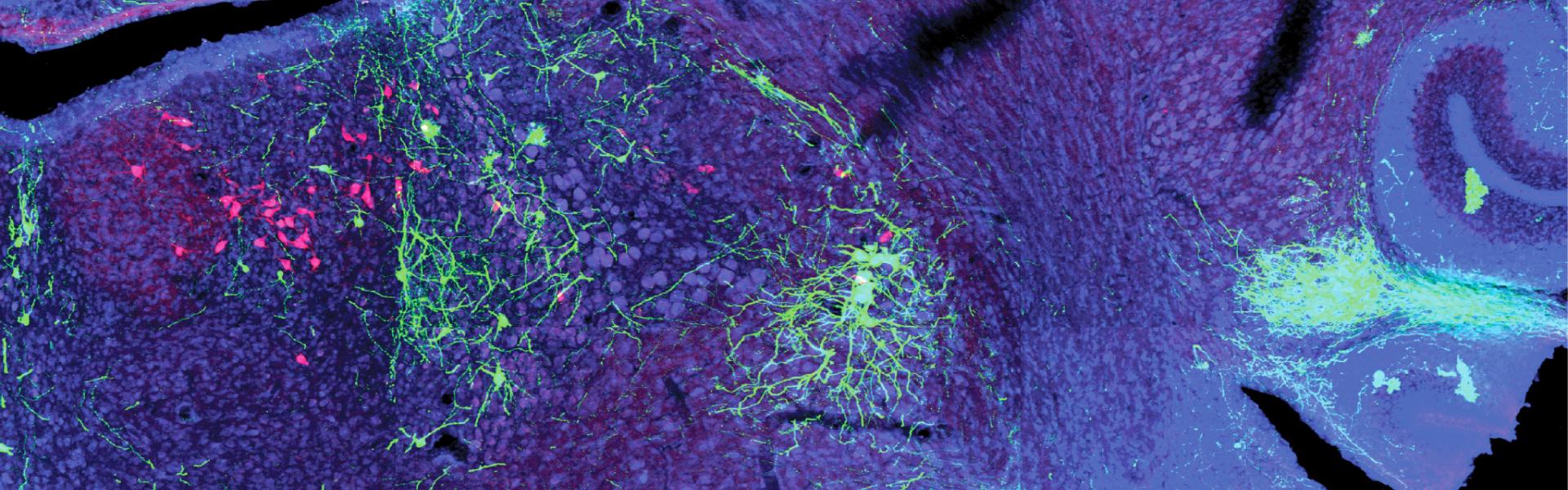 Medulla Mouse Brain