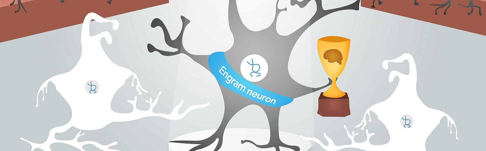 Engram neuron