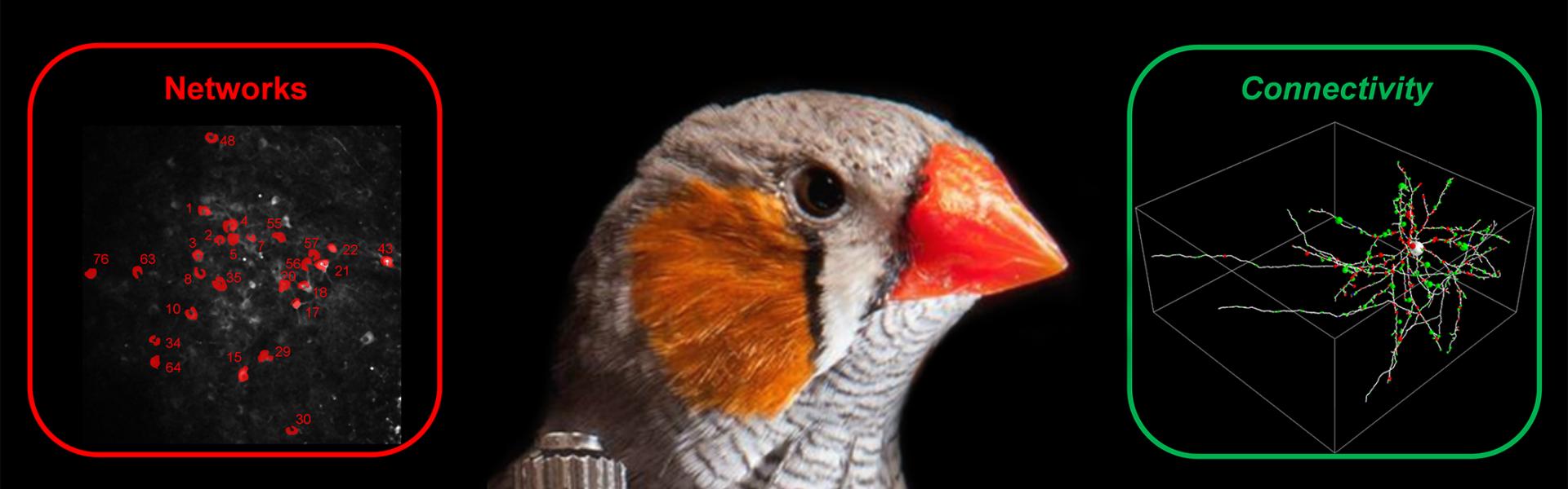 Zebra finch