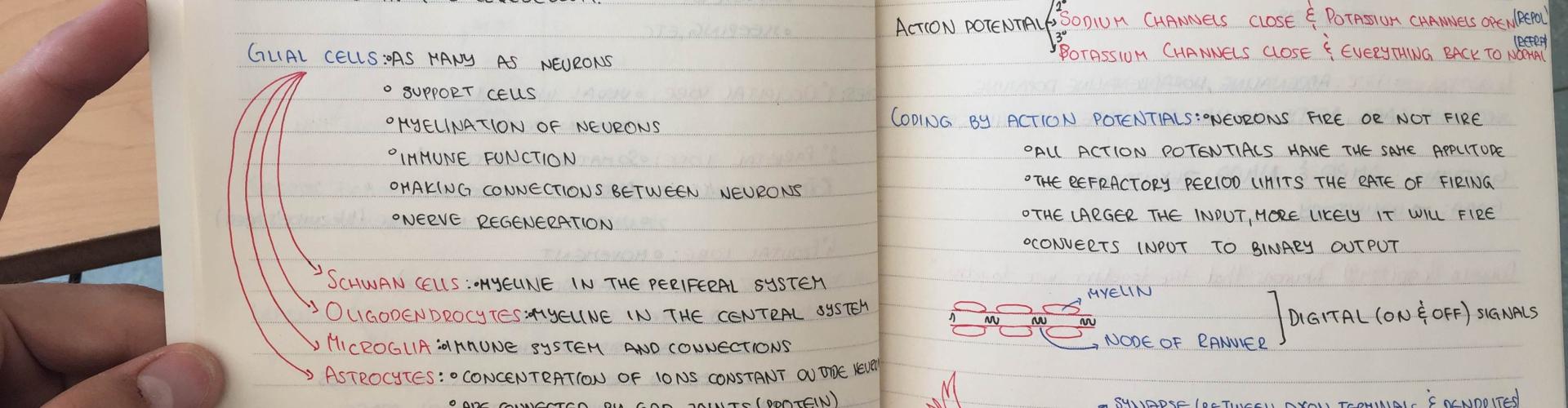 Neuroscience Notebook