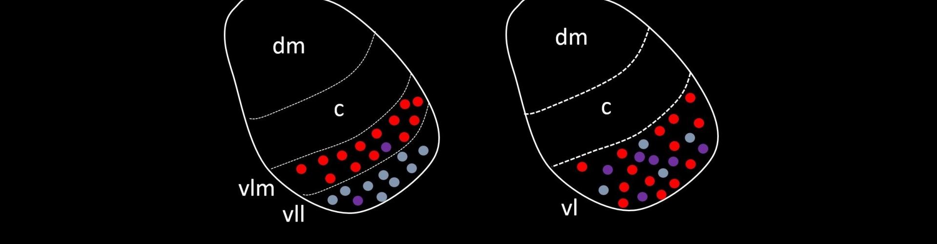 Sexual dimorphism in VMHvl