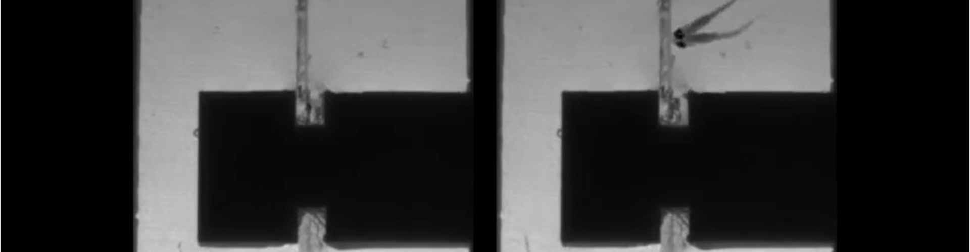 zebrafish raised in isolation vs those raised normally