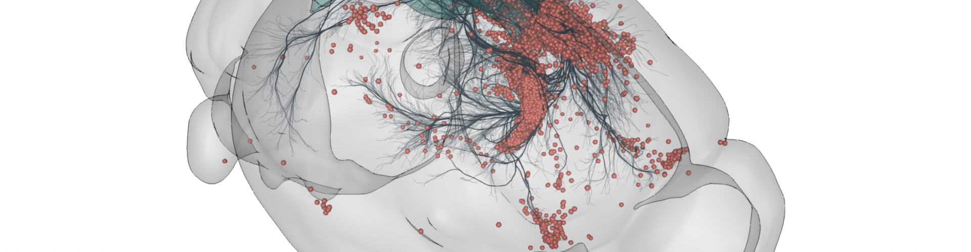 3D rendering of labelled mouse brain cells detected by cellfinder (coral), visualised alongside anatomical tracing data (blue) from the Allen Mouse Brain Connectivity Atlas