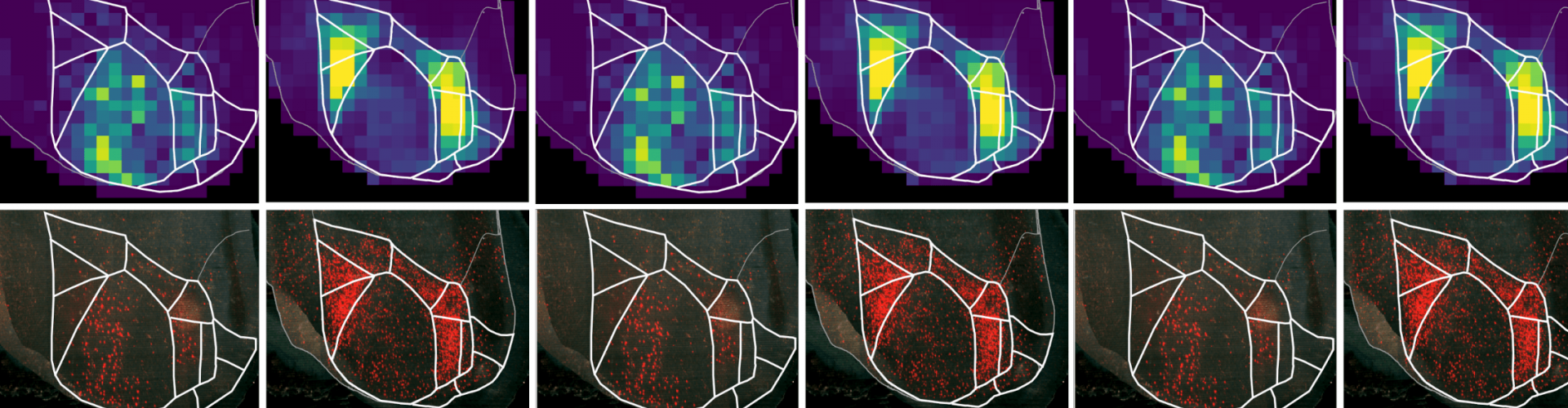 Mouse primary and higher visual areas seen from the top. Sonja Hofer and her team at the SWC are trying to uncover the precise organisation and function of a higher-order thalamic nucleus called the pulvinar, which is the largest thalamic area in humans and is strongly interconnected with the part of the cerebral cortex responsible for vision. 