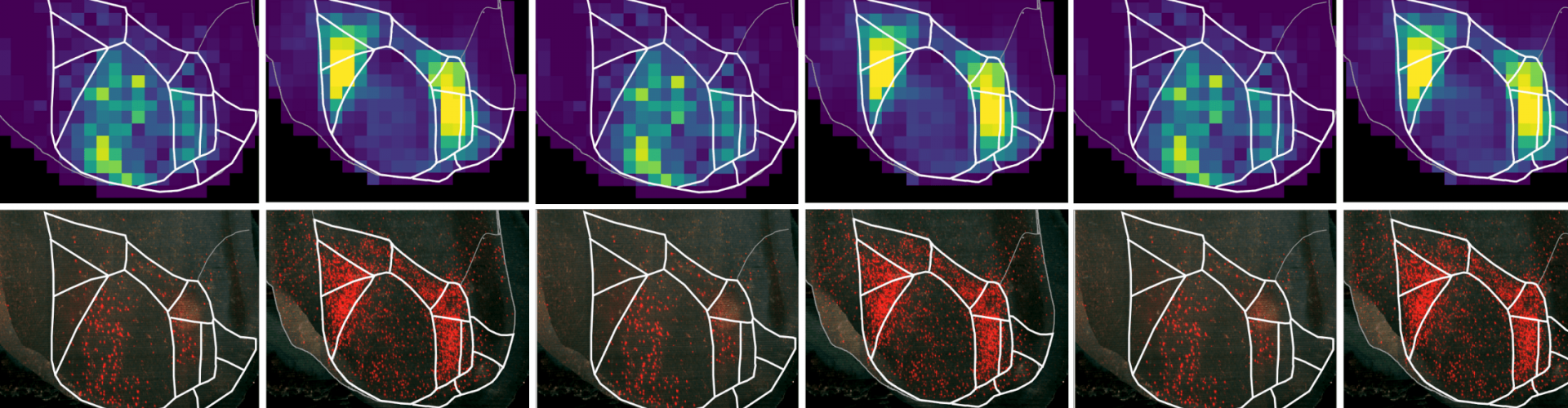 Mouse primary and higher visual areas seen from the top. Sonja Hofer and her team at the SWC are trying to uncover the precise organisation and function of a higher-order thalamic nucleus called the pulvinar, which is the largest thalamic area in humans and is strongly interconnected with the part of the cerebral cortex responsible for vision.