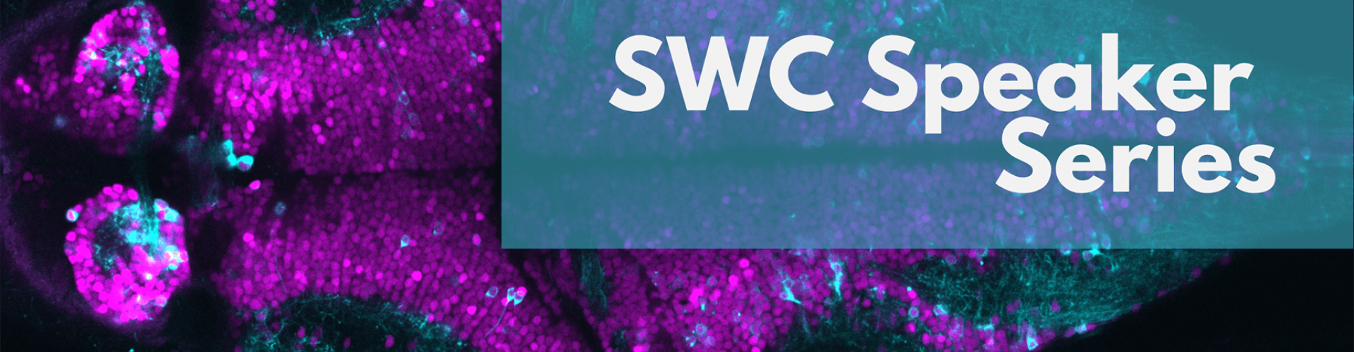 Zebrafish brain with SWC Speaker Series text banner