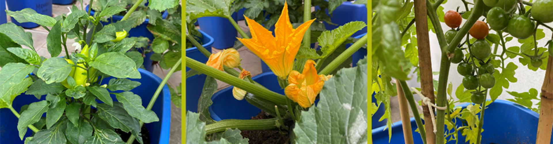 Pepper, courgette, and tomato in recycling bin planters at SWC courtyard