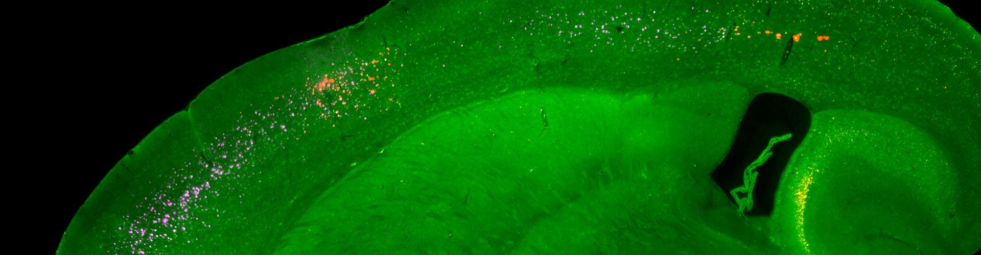 High resolution image showing single cell imaging capability