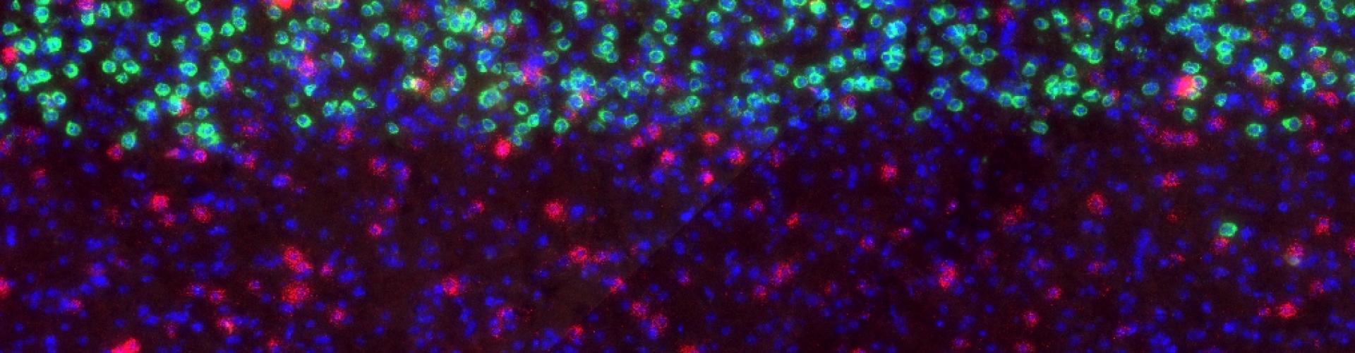 Kanamori et al Neuron paper brain slice