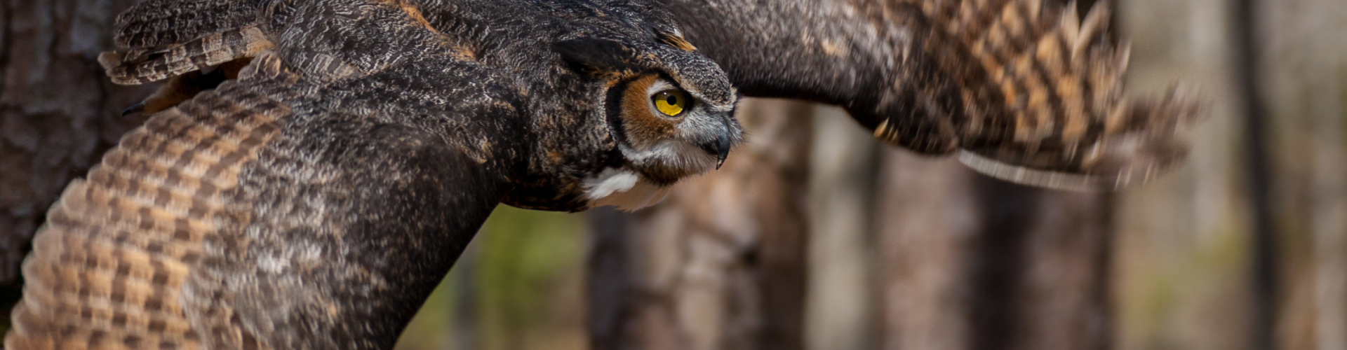 Owl in flight