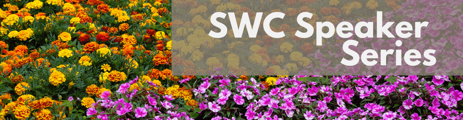 SWC Speaker series - Pieter Goltstein - Blog Banner