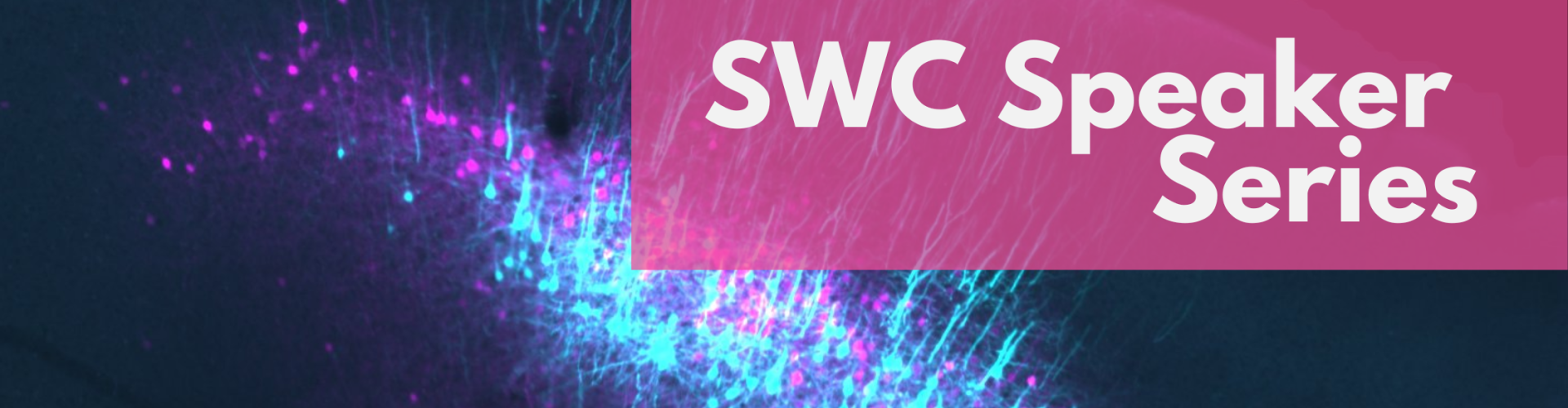 Image of two populations of neurons in the motor cortex that relay information to the striatum with text overlaid "SWC Speaker Series"