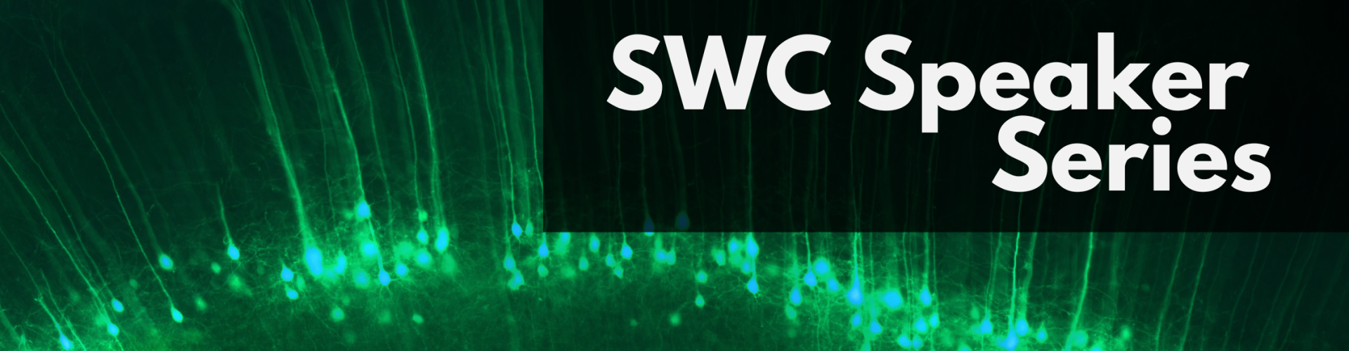 Image of green layer 5 pyramidal cell with text overlaid 'SWC Speaker Series'