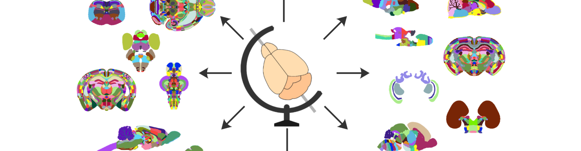 Illustration with the BrainGlobe logo in the middle and arrows to all the surrounding BrainGlobe atlases